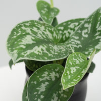 Scindapsus pictus ‘silver pothos' in Sleeping Beauty