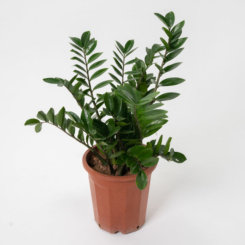 how tall can a zz plant grow Large ZZ Plant aka jin qian shu (金钱树) (87cm) in Nursery Grow Pot – Pulpy Garden
