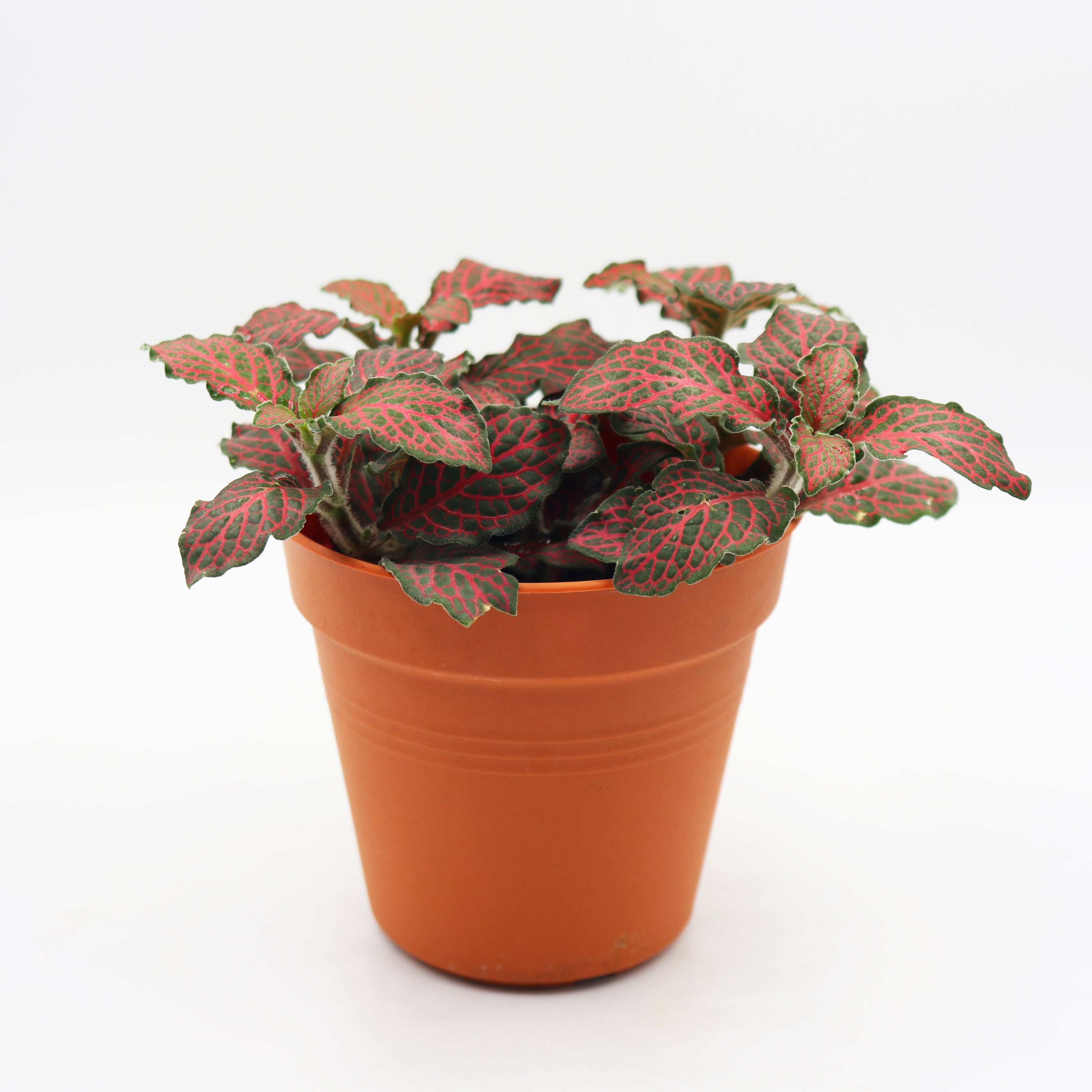 Fittonia verschaffeltii Plant in Nursery Grow Pot – Pulpy Garden