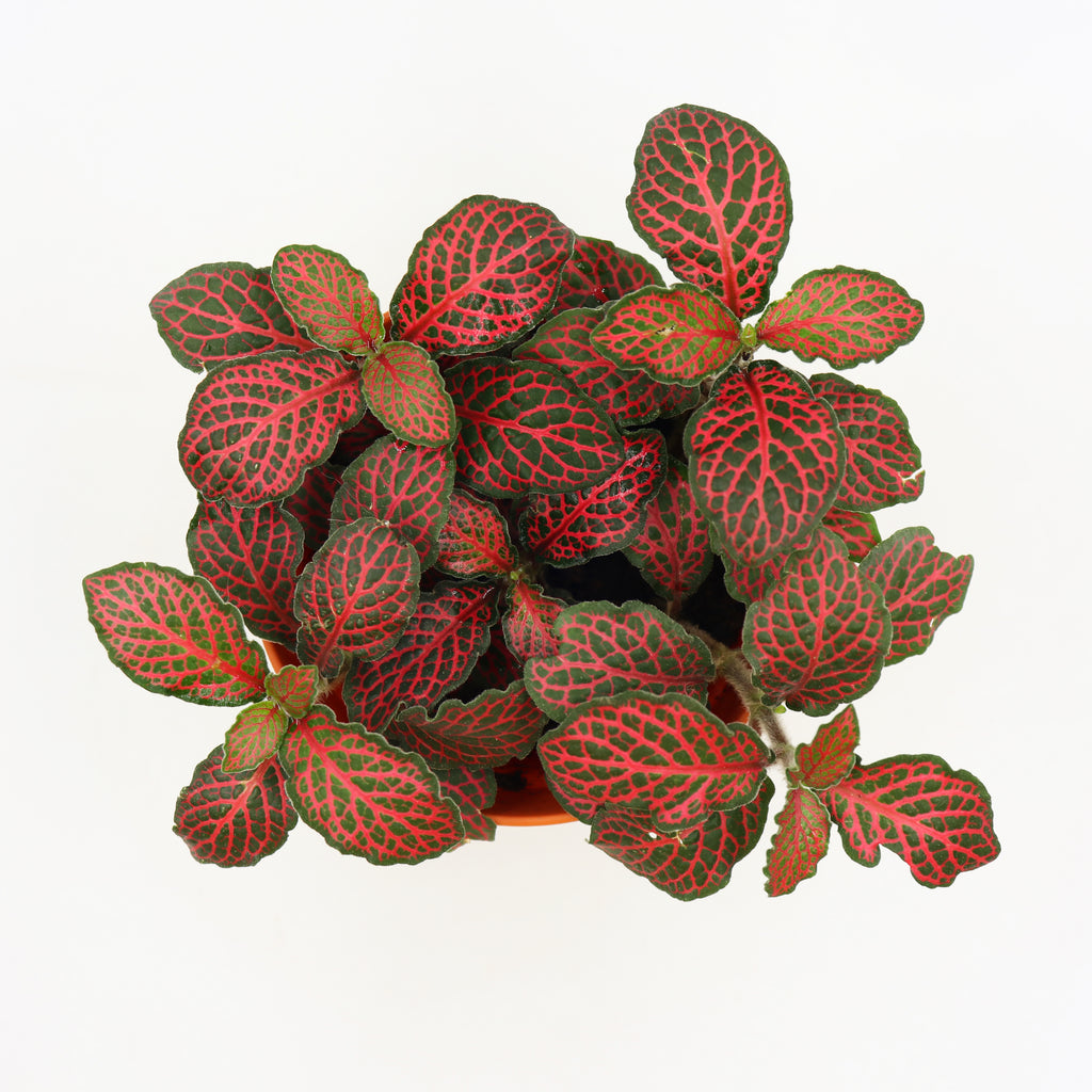 Fittonia verschaffeltii Plant in Nursery Grow Pot