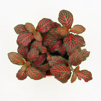Fittonia verschaffeltii Plant in Nursery Grow Pot