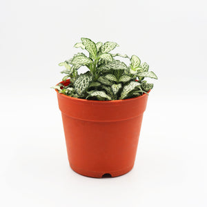 Fittonia White Mini Plant in Nursery Grow Pot