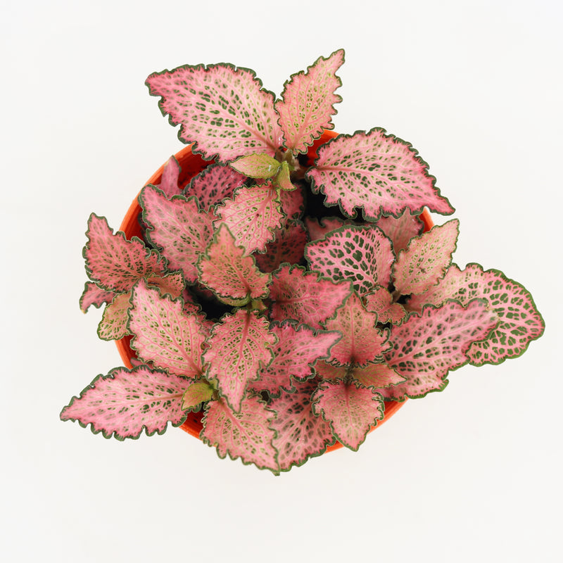 Fittonia Pink Plant in Nursery Grow Pot
