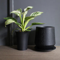 Whiskey - Teak Wood Planter (Charcoal)